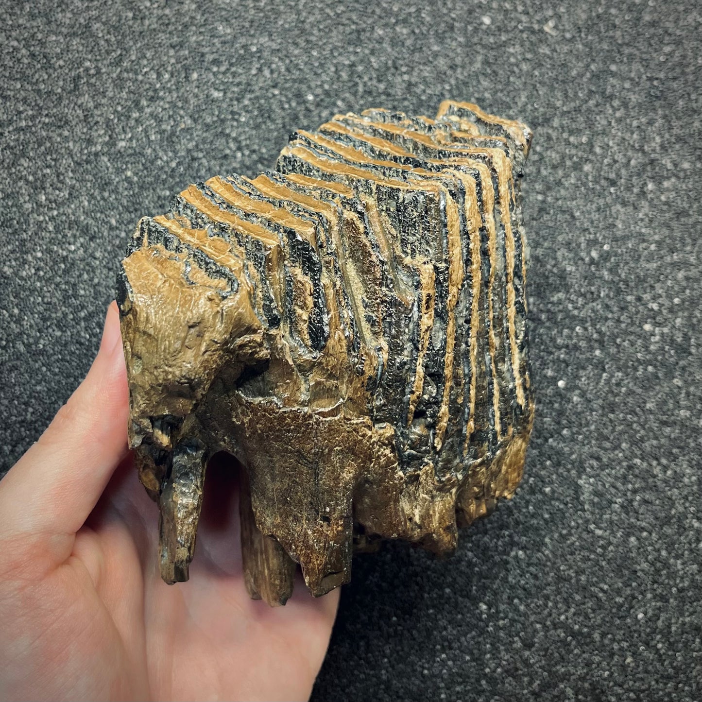 F2782 | Mammut | Mammuthus sp.