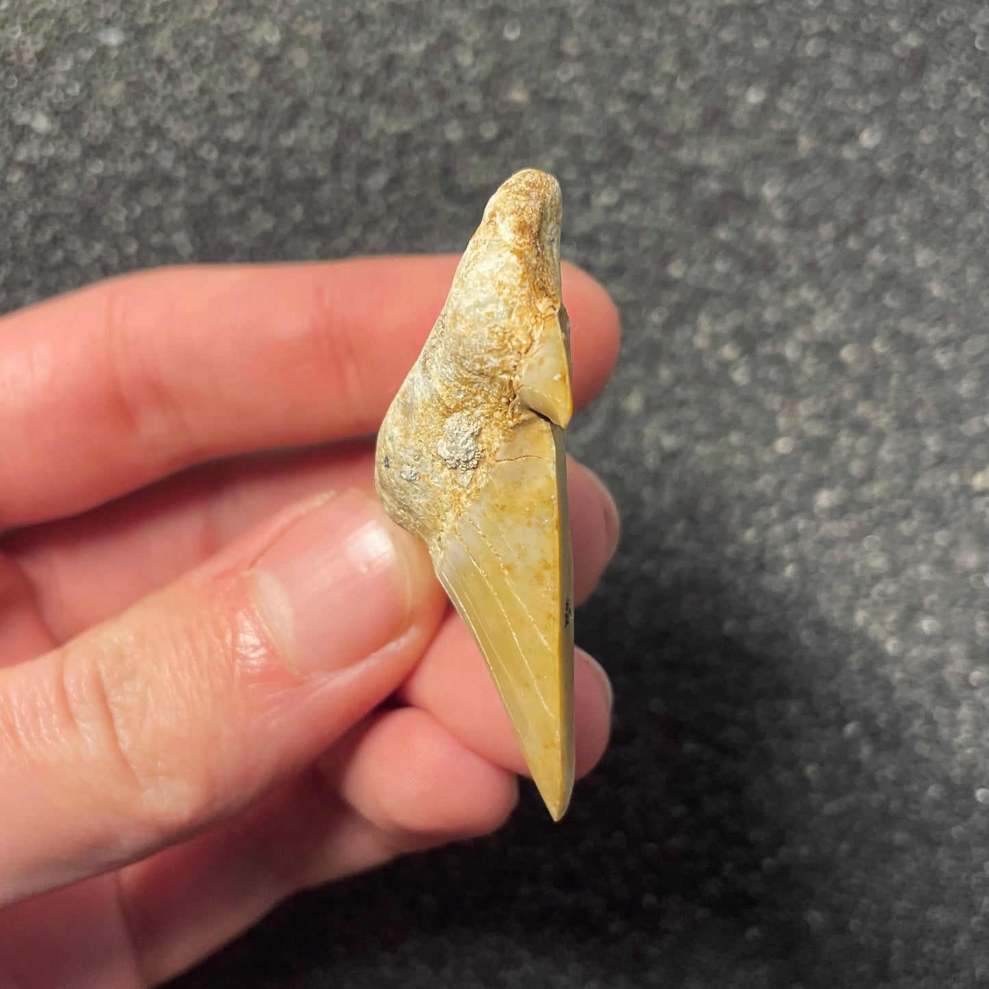 F2213 | Squalo | Otodus obliquus