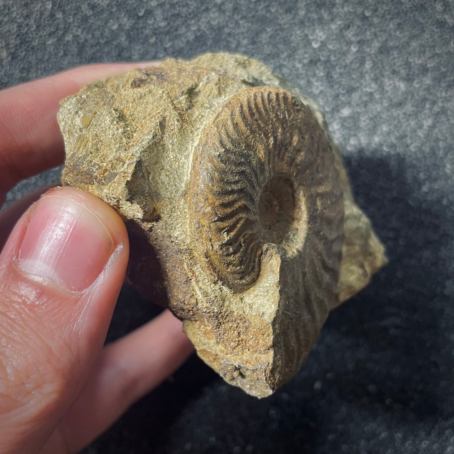 F2566 | Ammonite | Graphoceratidae indet.