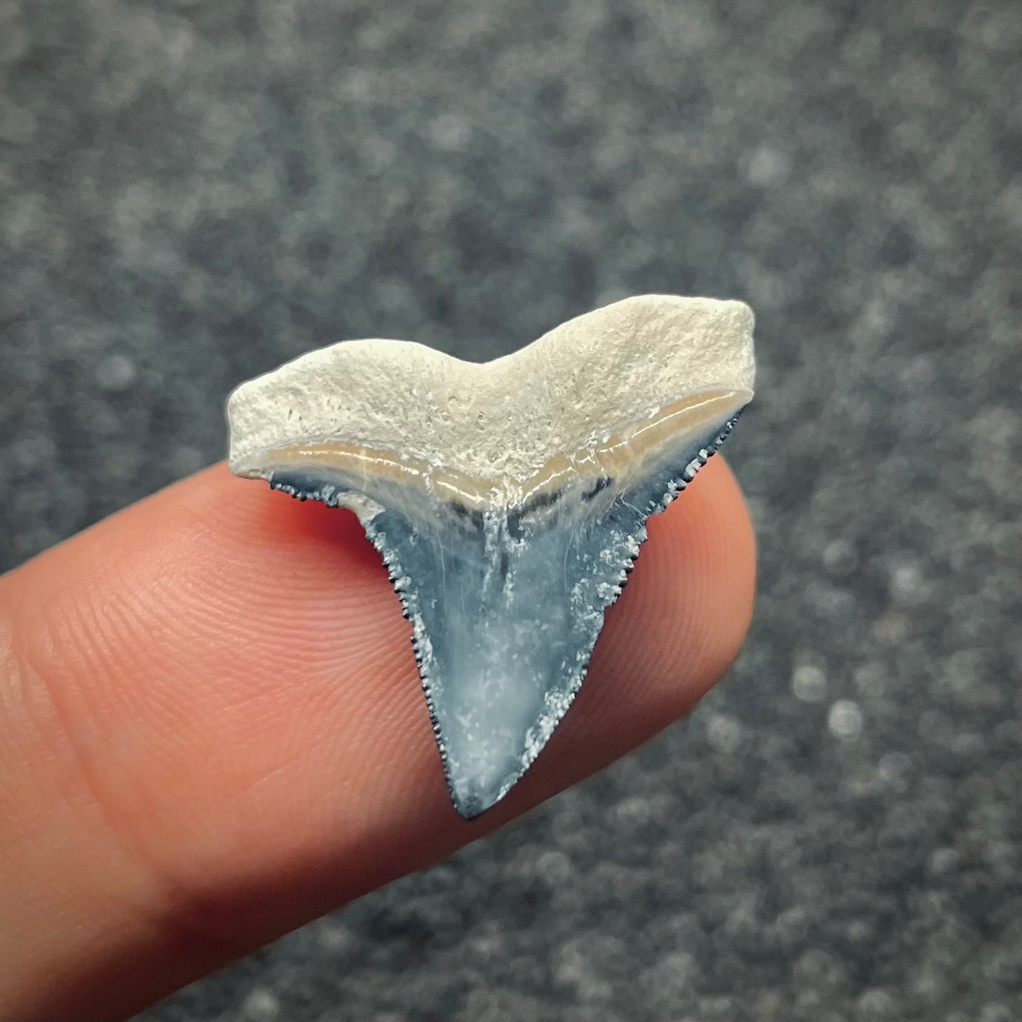 F2648 | Squalo | Carcharhinus sp.