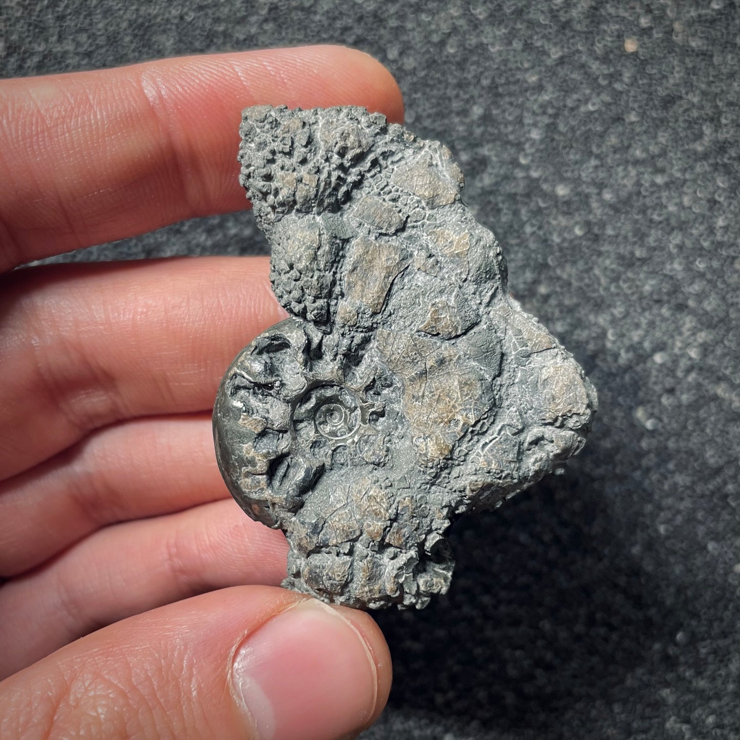 F2557 | Ammonite | Cotteswoldia sp.
