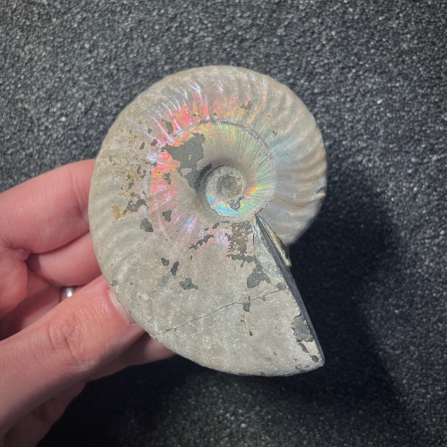 F2152 | Ammonite | Cleoniceras sp.