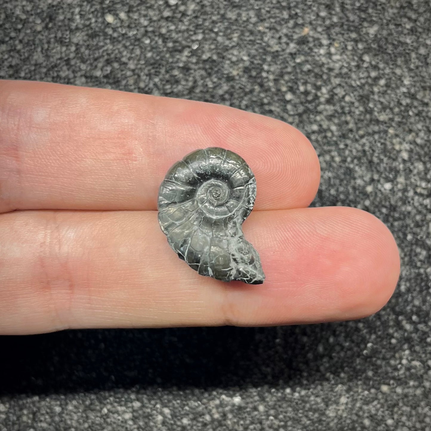 F2900 | Ammonite | Pachylytoceras sp.
