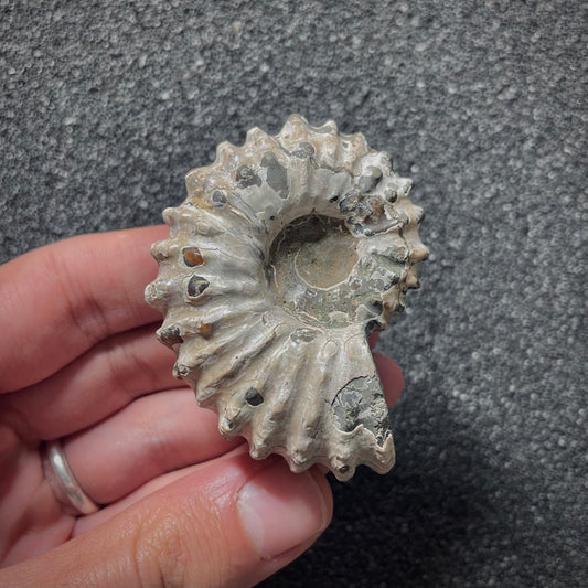 F2019 | Ammonite | Douvilleiceras sp.