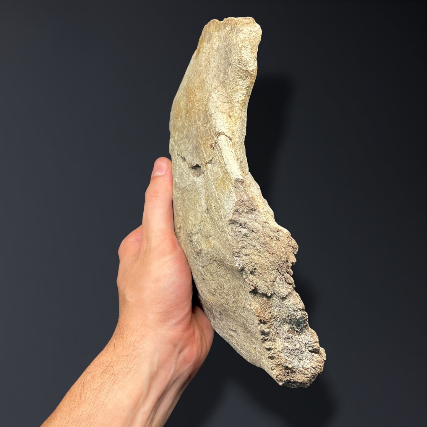 F2915 | Dinosauro | Triceratops sp.