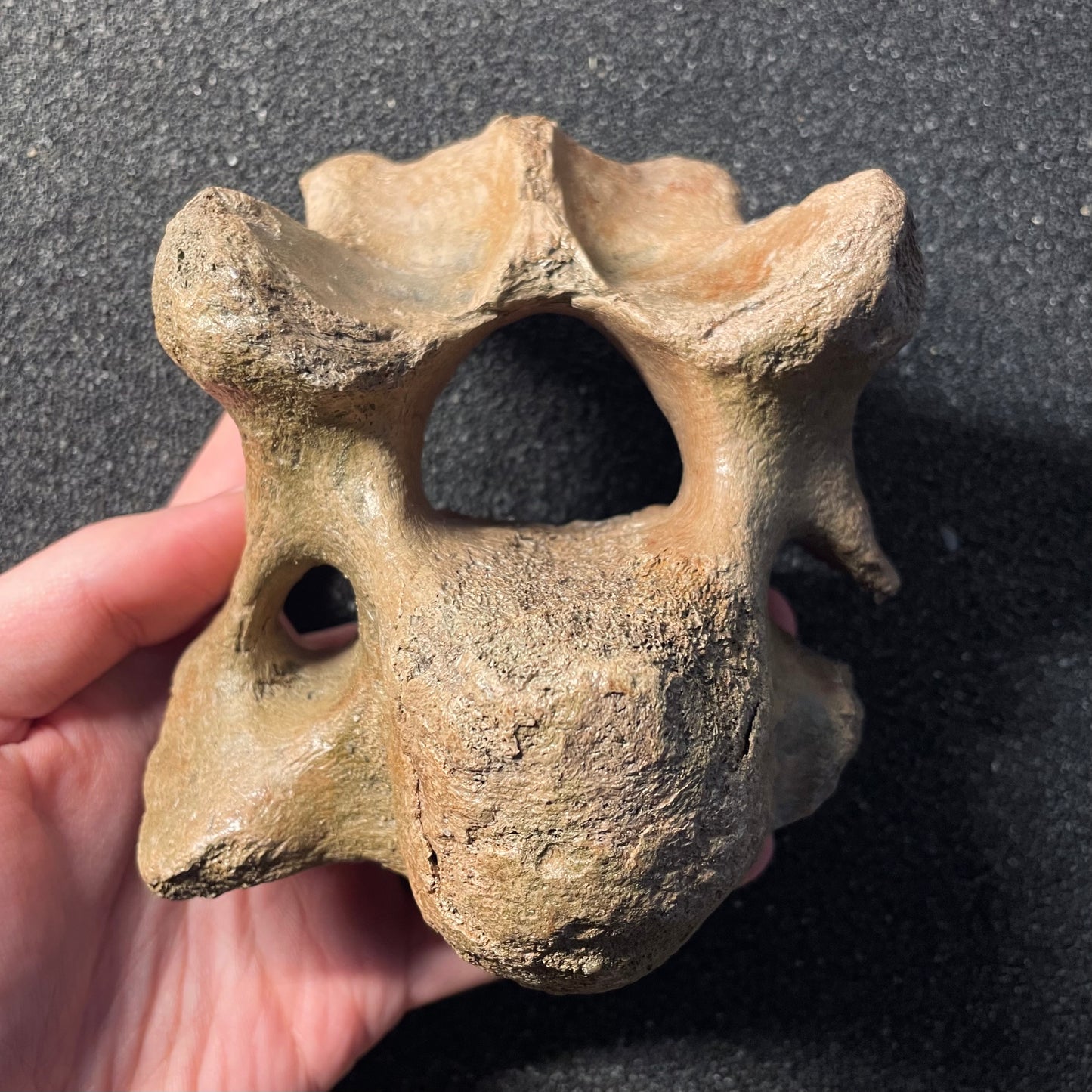 F2447 | Mammut | Mammuthus sp.