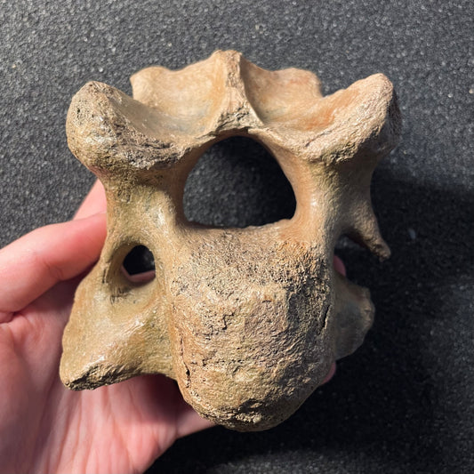 F2447 | Mammut | Mammuthus sp.