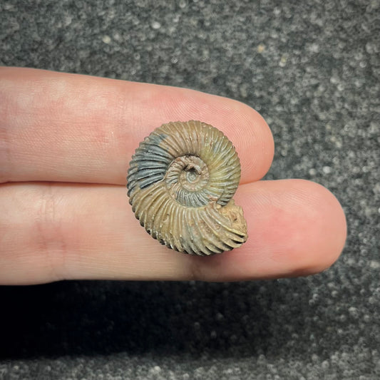 F2908 | Ammonite | Parkinsonia sp.
