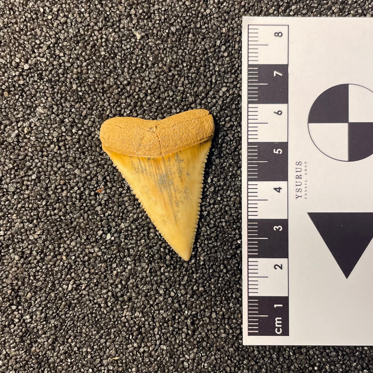 F2412 | Squalo | Carcharodon carcharias