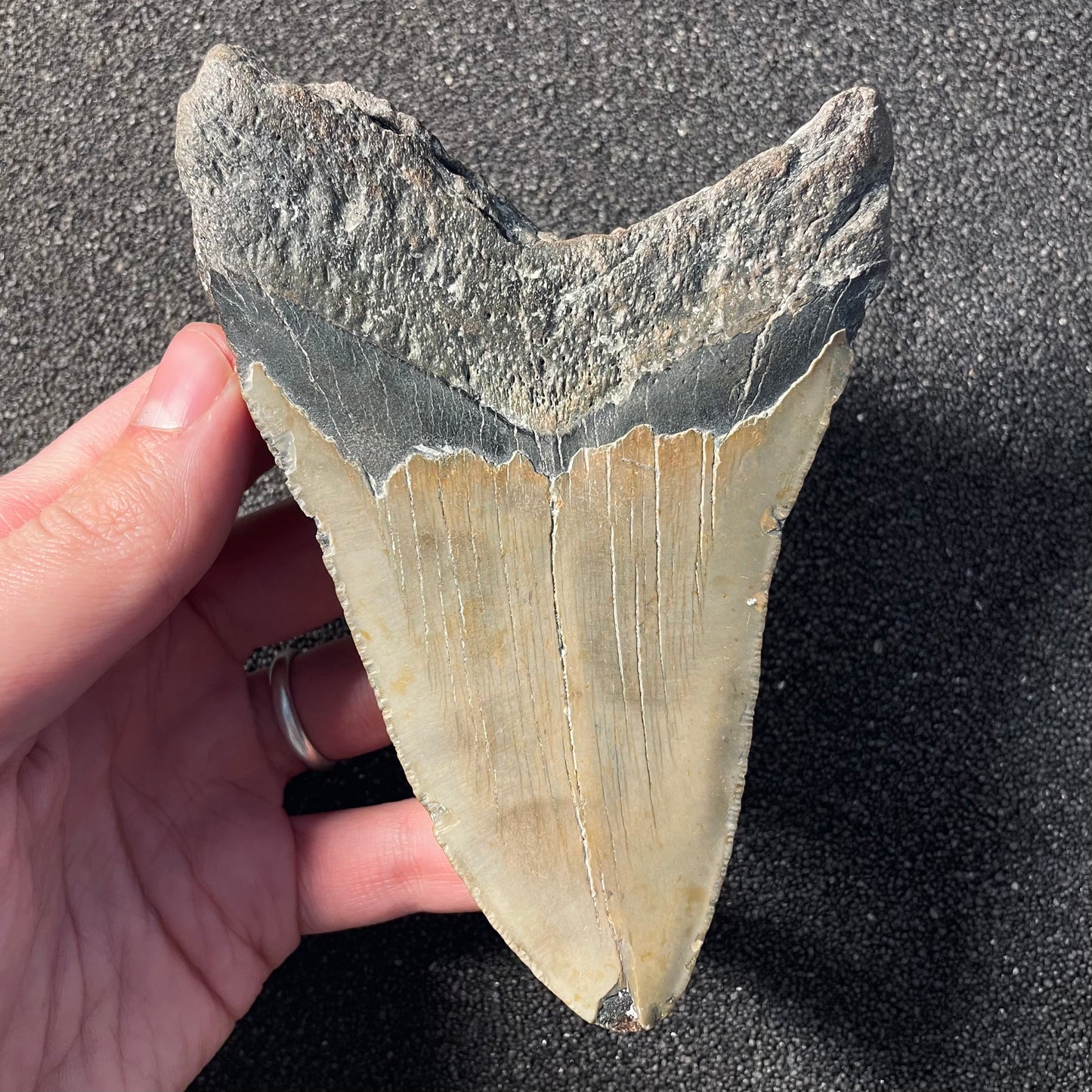 F2356 | Squalo | Otodus megalodon