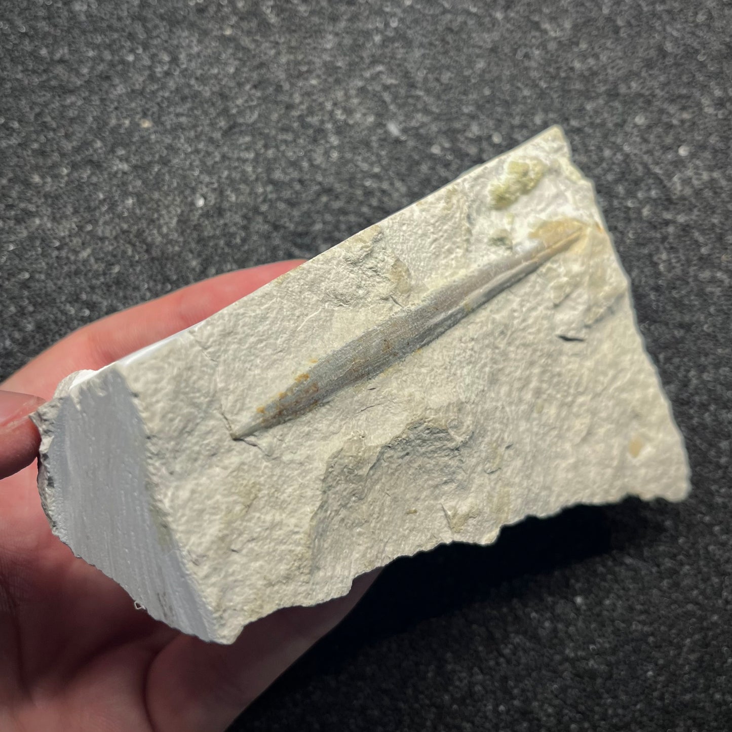 F2957 | Belemnite | Belemnoidea indet.