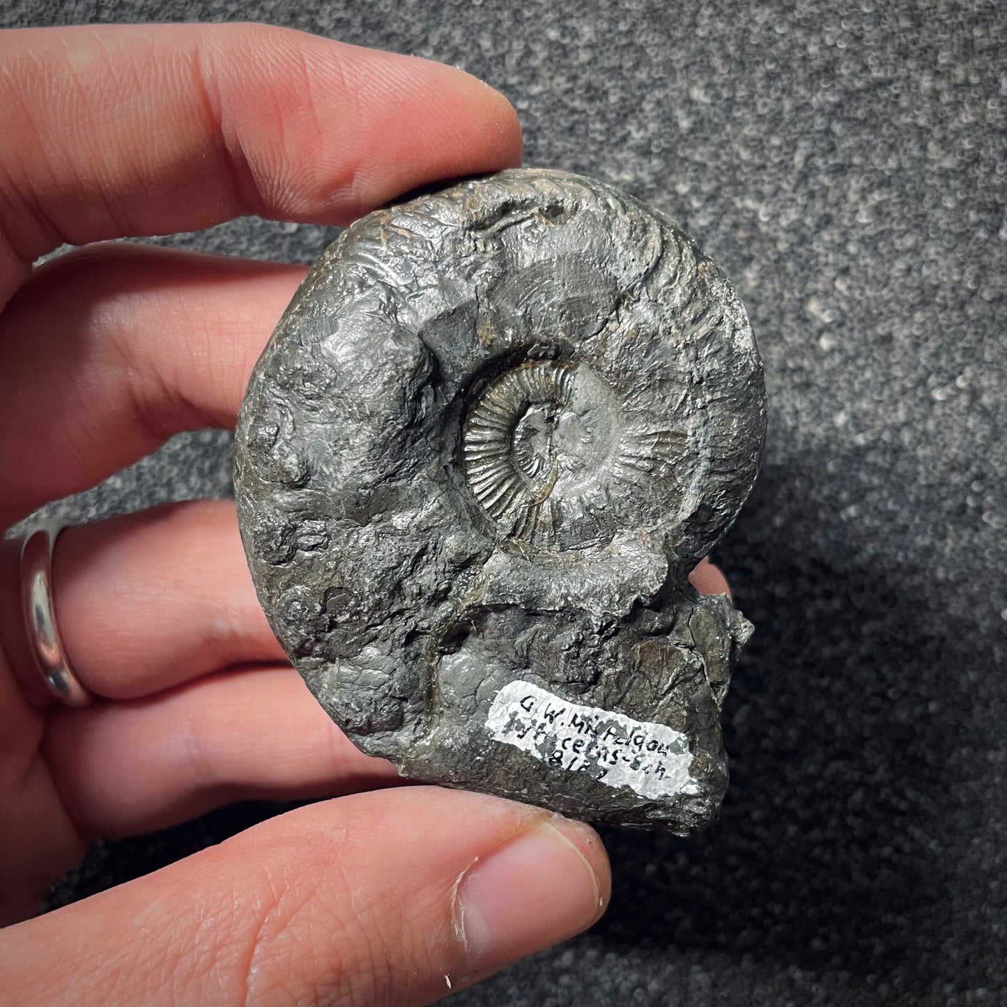 F2552 | Ammonite | Pleydellia sp.