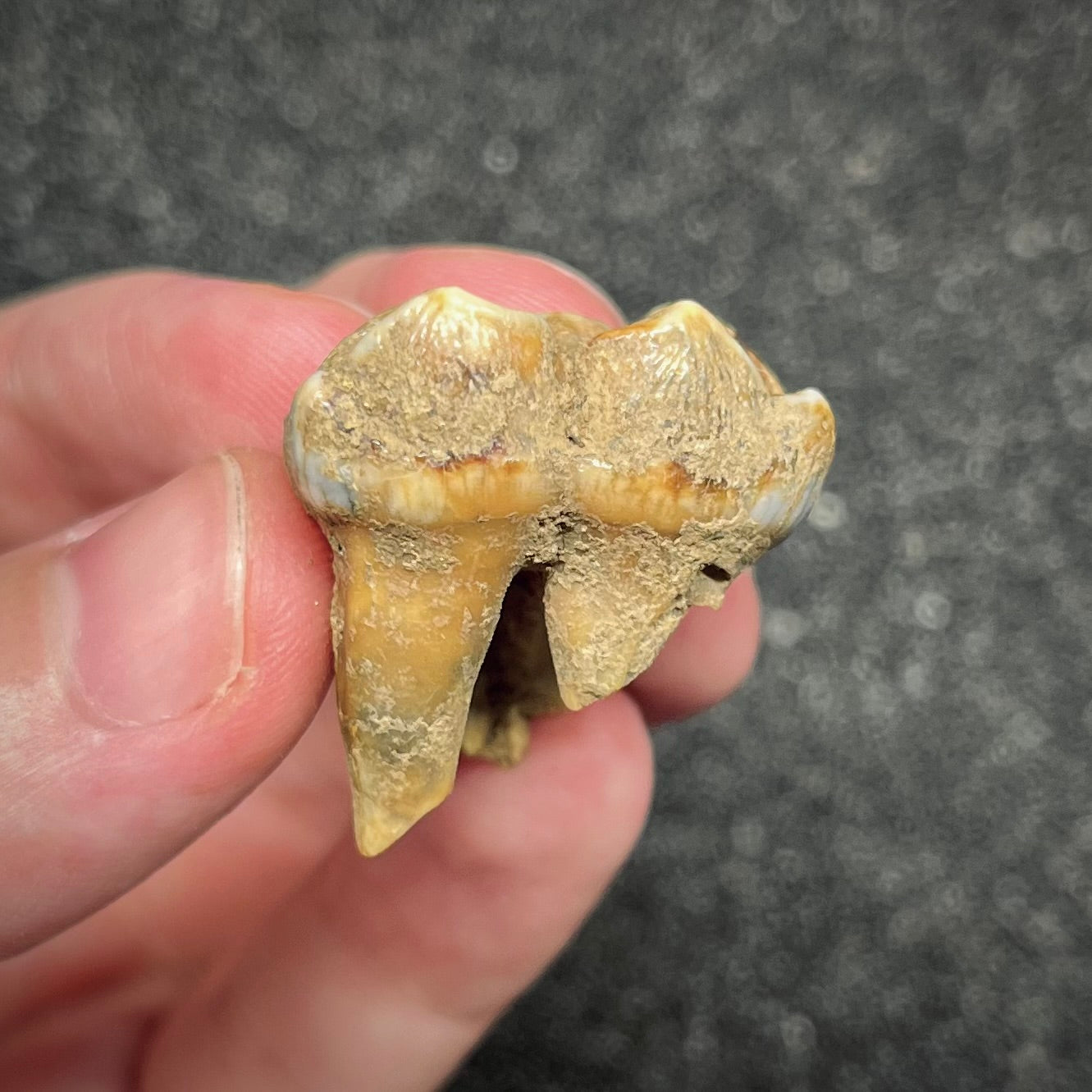 F2997 | Orso | Ursus spelaeus