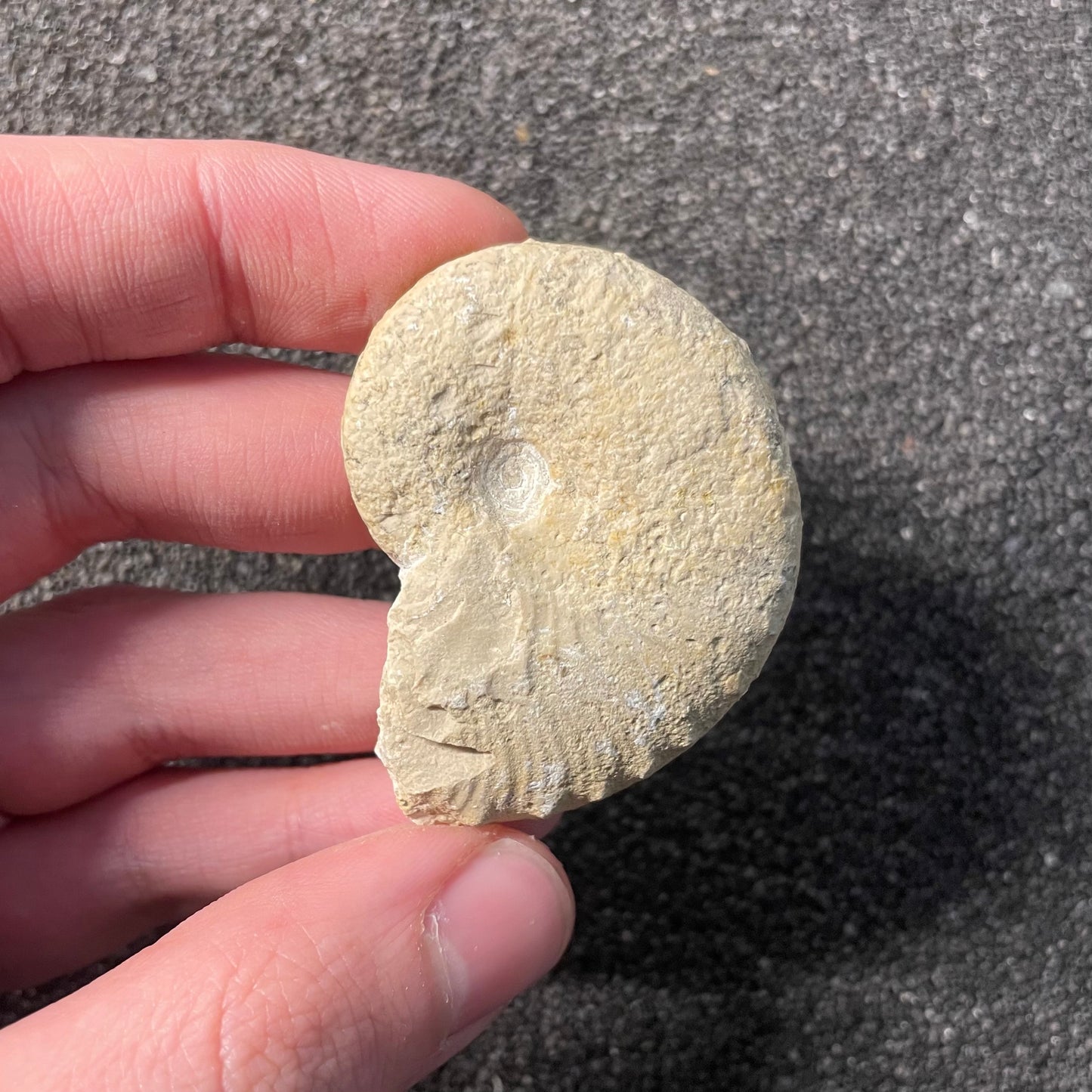 F2528 | Ammonite | Taramelliceras sp.