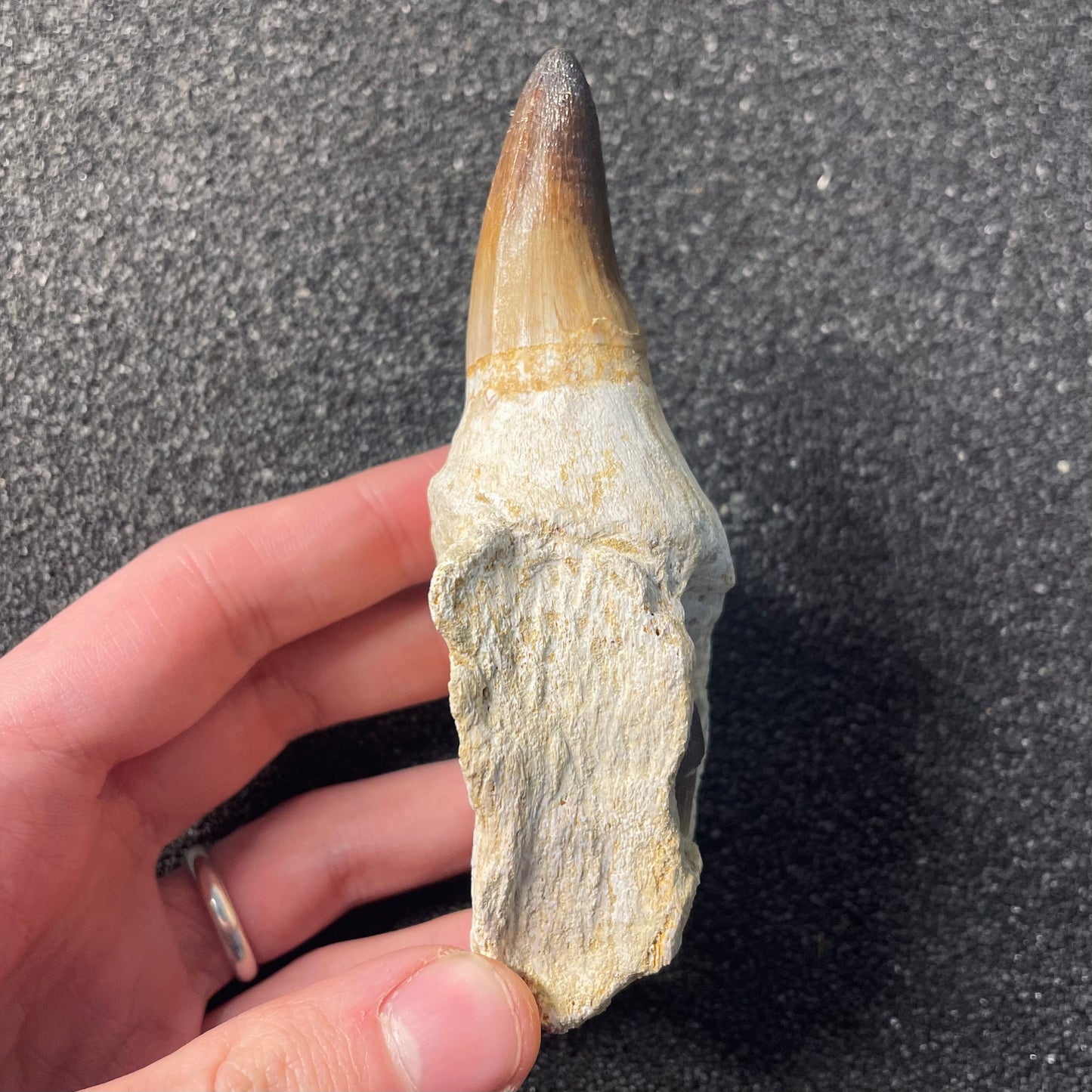 F2209 | Mosasauro | Prognathodon sp.