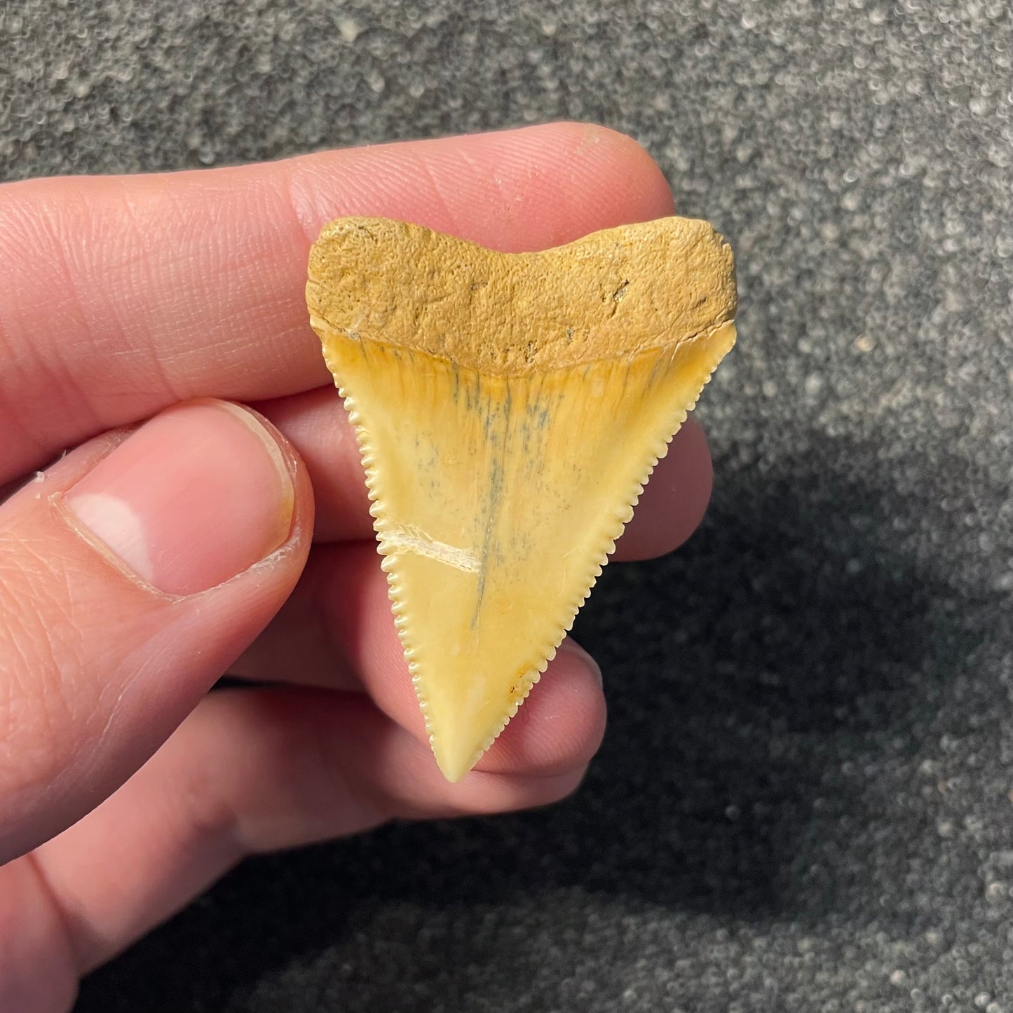 F2412 | Squalo | Carcharodon carcharias