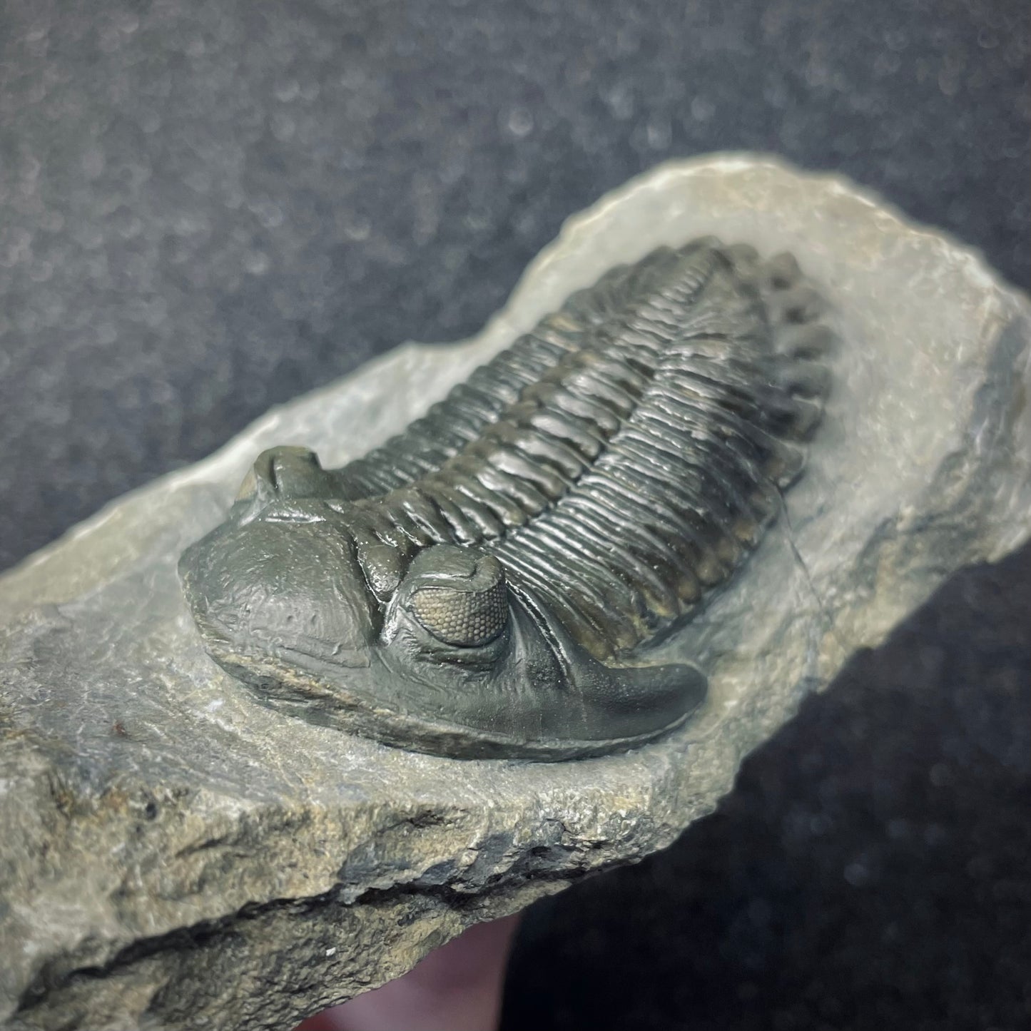 F2617 | Trilobite | Hollardops sp.