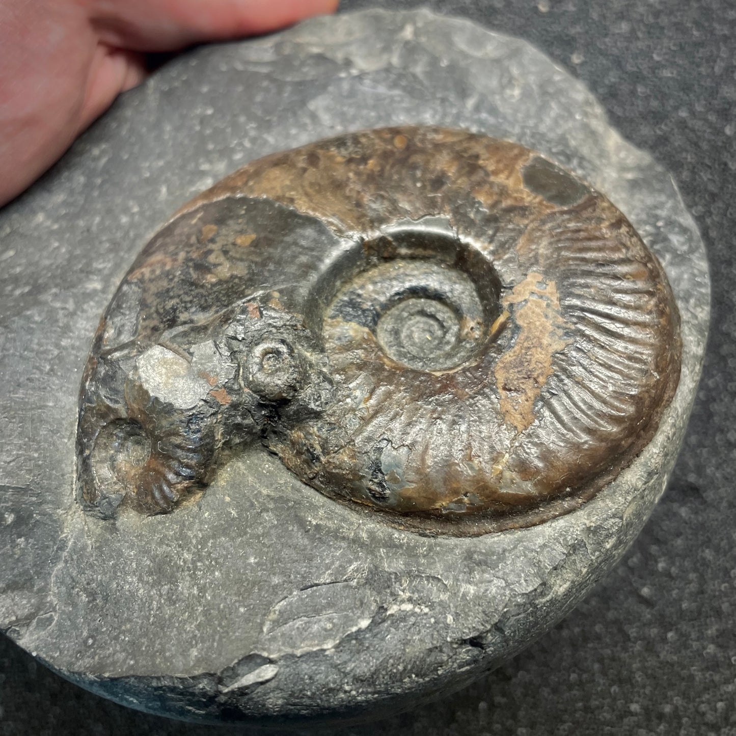F2815 | Ammonite | Harpoceras sp.