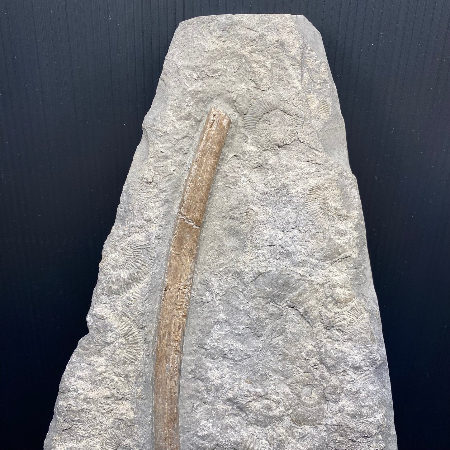 F2674 | Ittiosauro | Ichthyosauria indet.