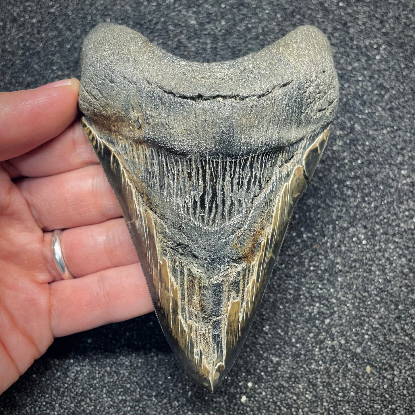 F2629 | Squalo | Otodus megalodon