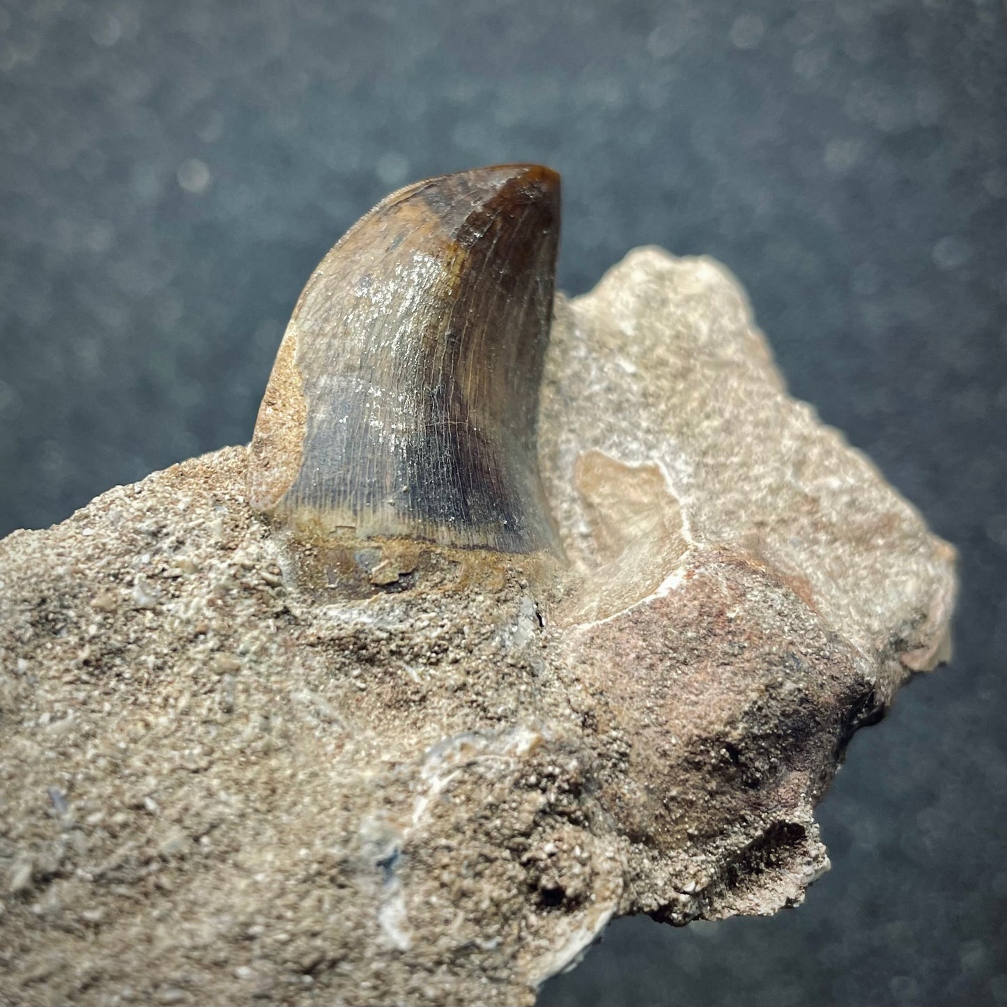 F2698 | Mosasauro | Mosasauridae indet.