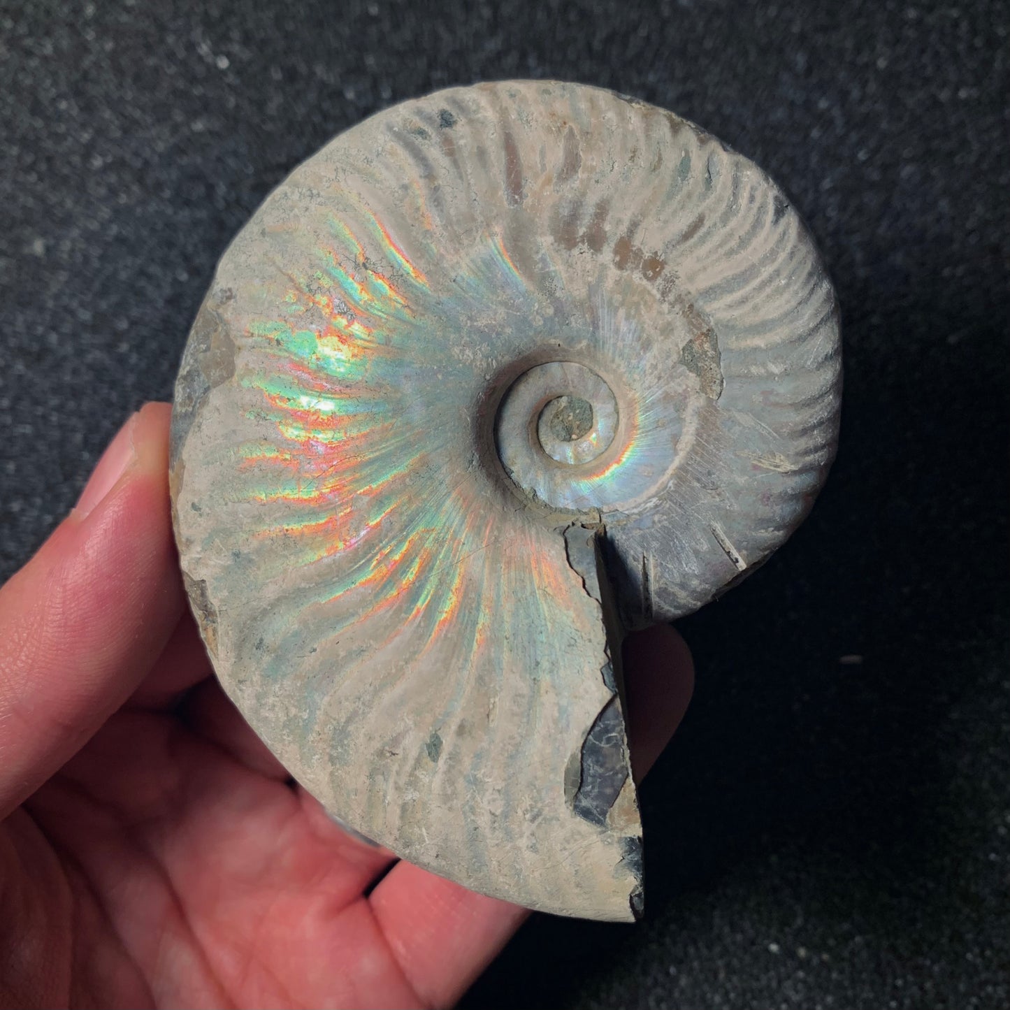 F428 | Ammonite | Cleoniceras sp.