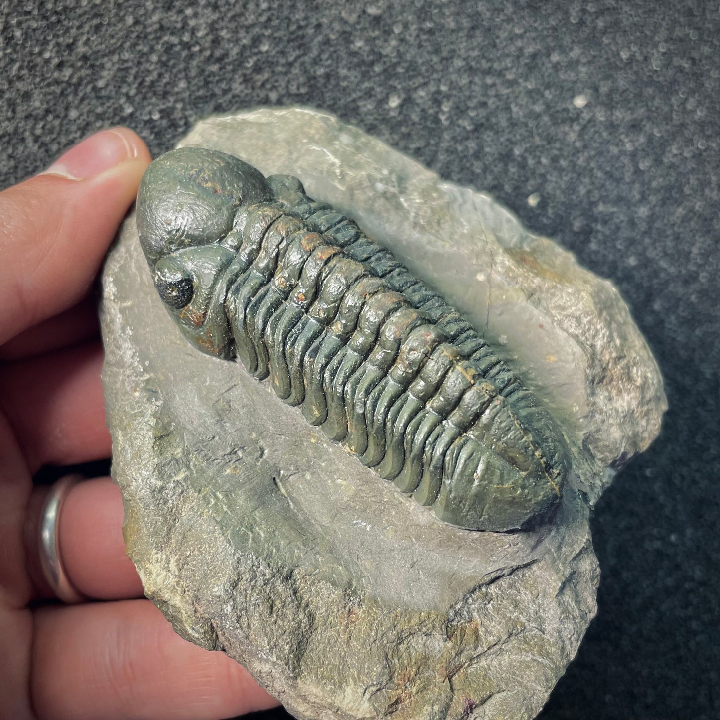 F2607 | Trilobite | Phacopidae indet.