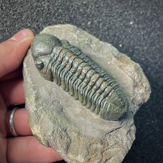 F2607 | Trilobite | Phacopidae indet.