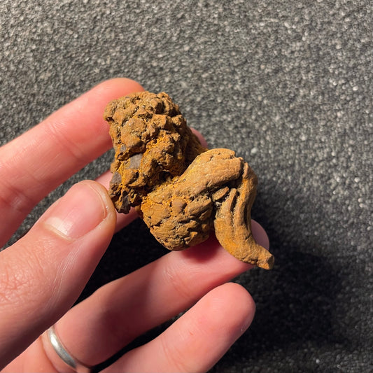 F2455 | Coprolite - Cololite | Testuggine