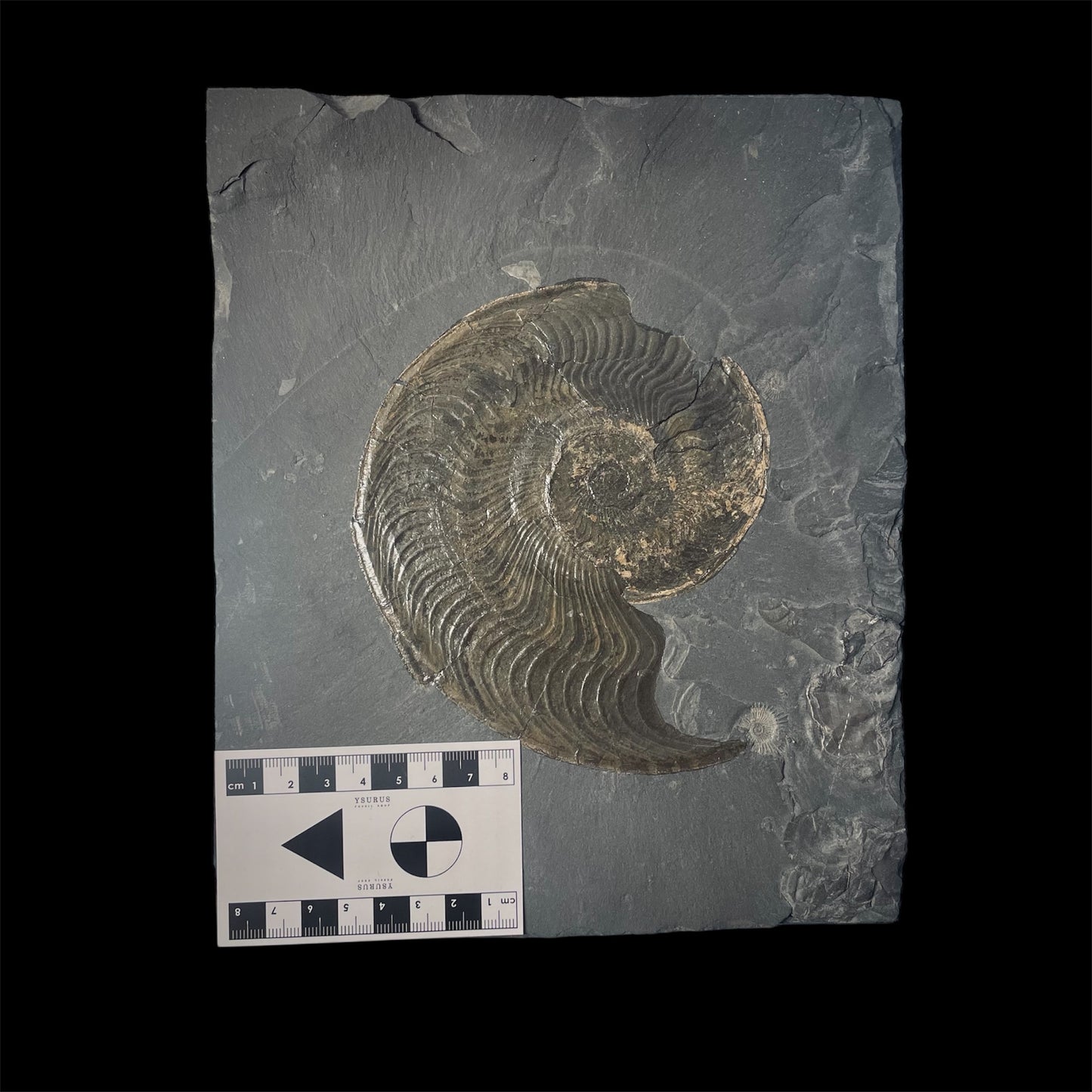 F2178 | Ammonite | Harpoceras falcifer
