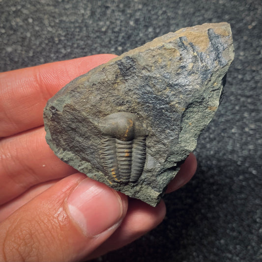 F992 | Trilobite | Ellipsocephalus hoffi