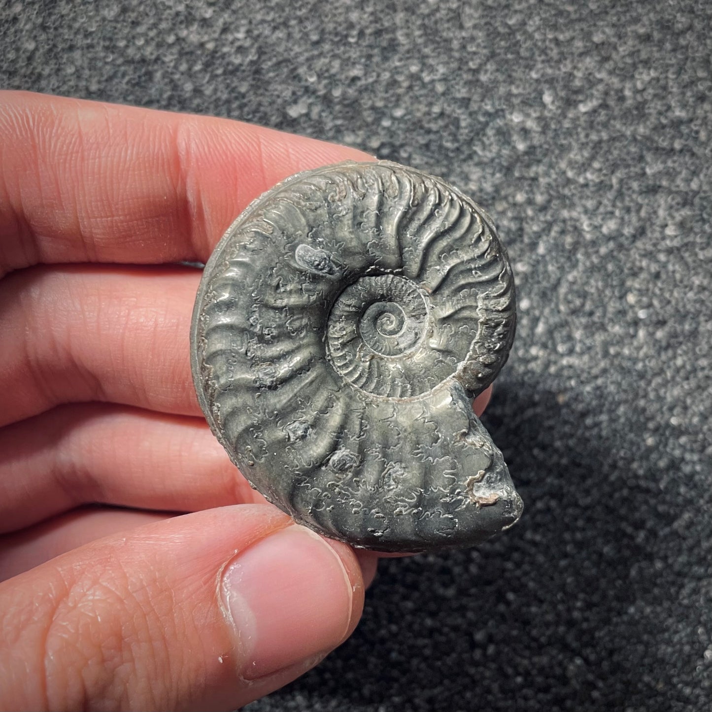 F2547 | Ammonite | Pleydellia sp.