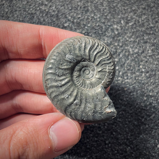 F2547 | Ammonite | Pleydellia sp.