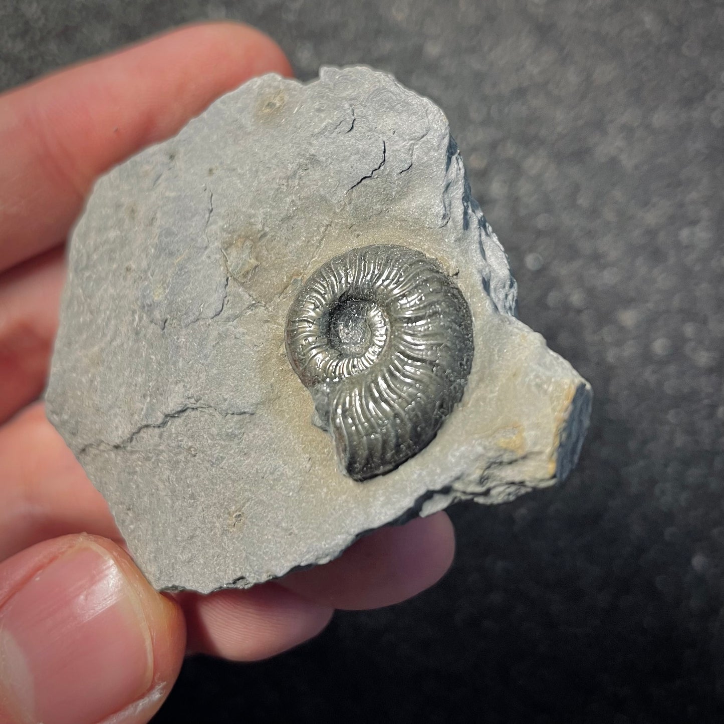F2169 | Ammonite | Graphoceratidae indet.