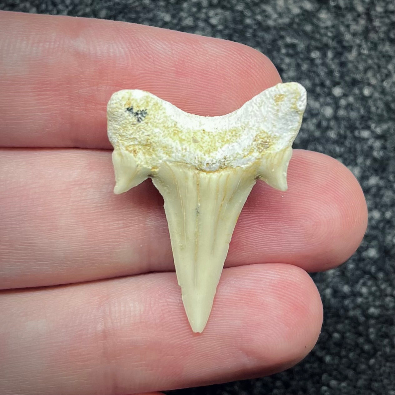 F2756 | Squalo | Otodus obliquus
