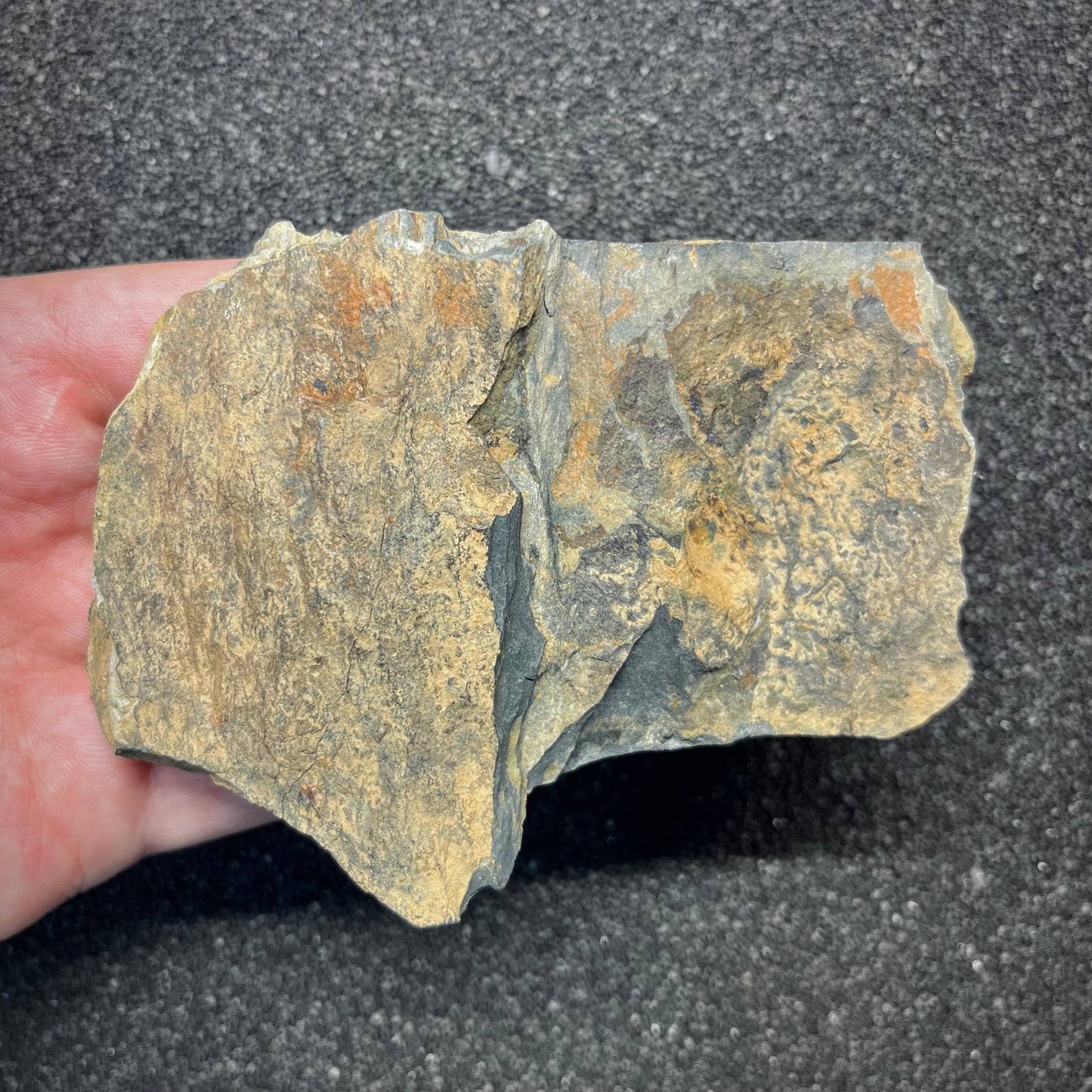 F2944 | Trilobite | Ectillaenus giganteus
