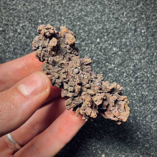 F1453 | Coprolite - Cololite | Testuggine