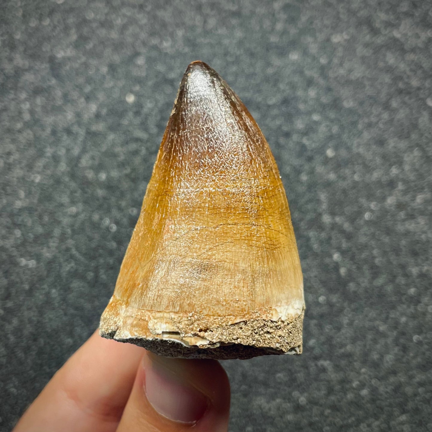 F2691 | Mosasauro | Prognathodon sp.