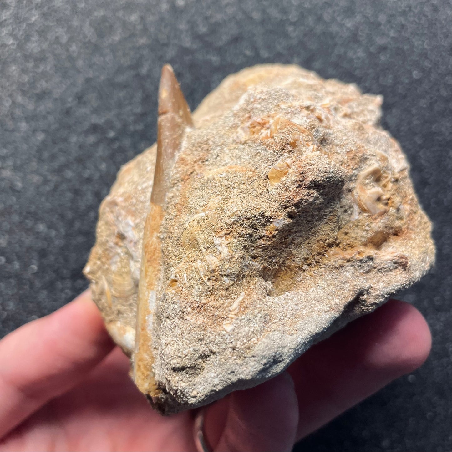 F2126 | Elasmosauro | Zarafasaura oceanis