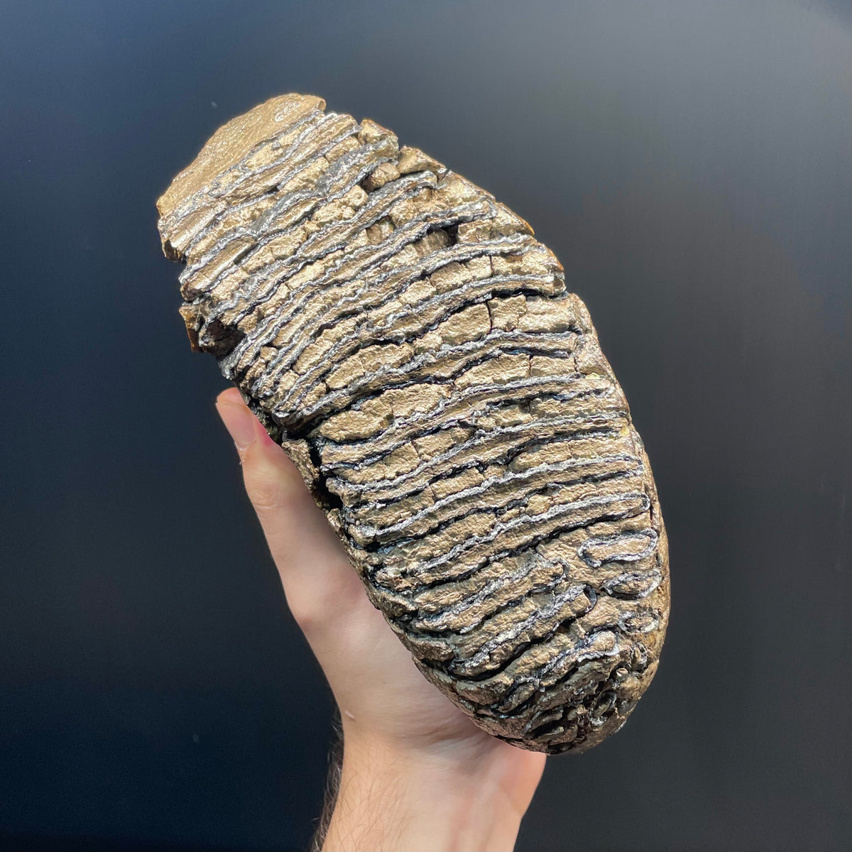 F3079 | Mammut | Mammuthus sp.