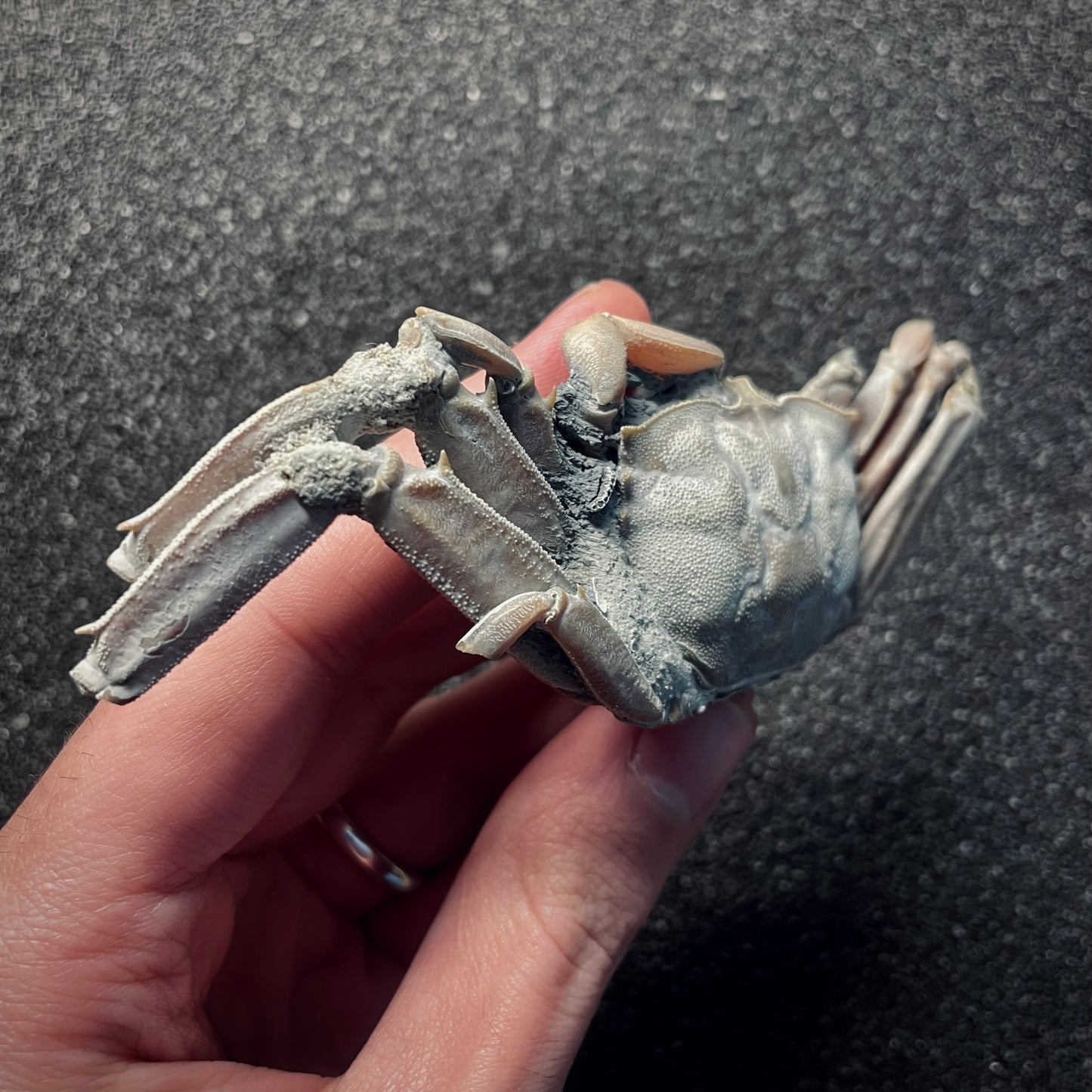 F2147 | Granchio | Macrophthalamus sp.