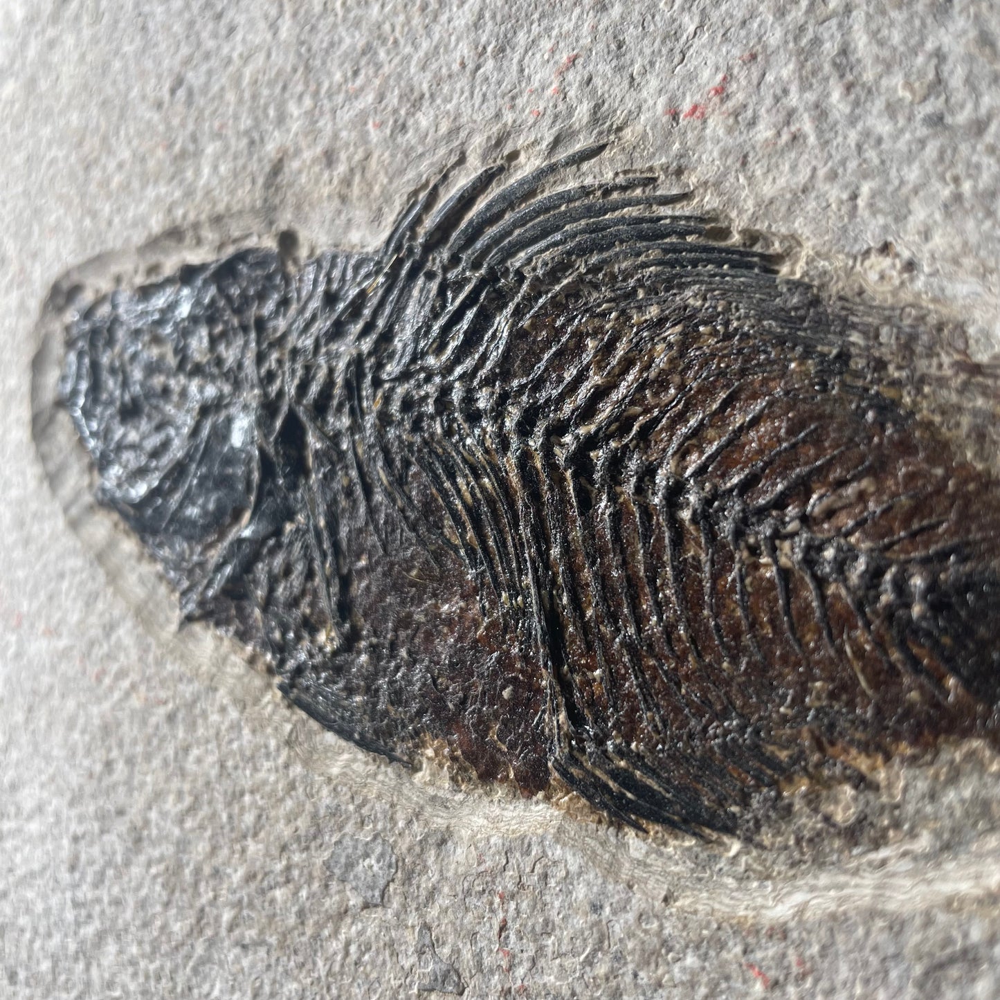 F1846 | Pesce | Priscacara sp. & Knightia eocaena