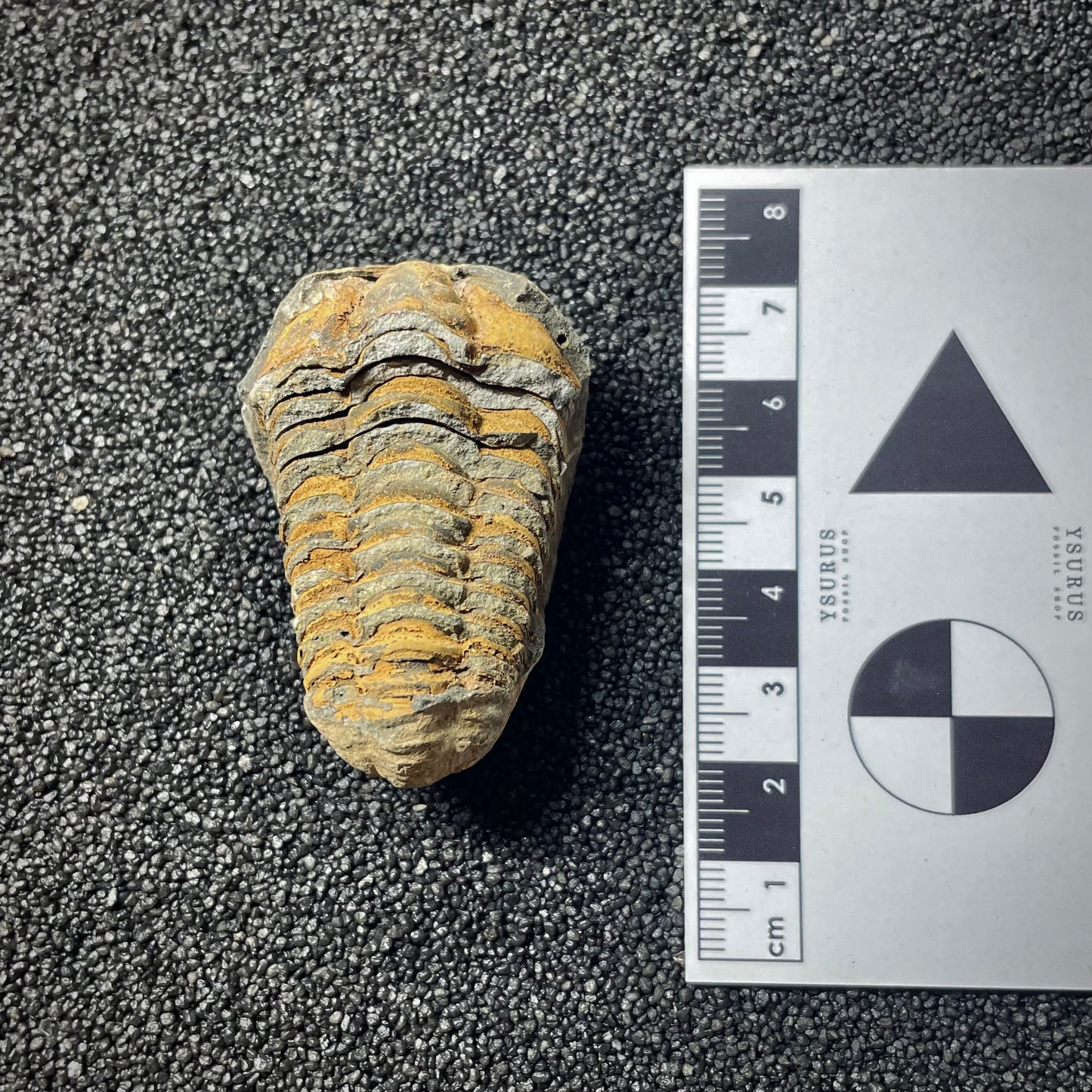 F1899 | Trilobite | Flexicalymene sp.