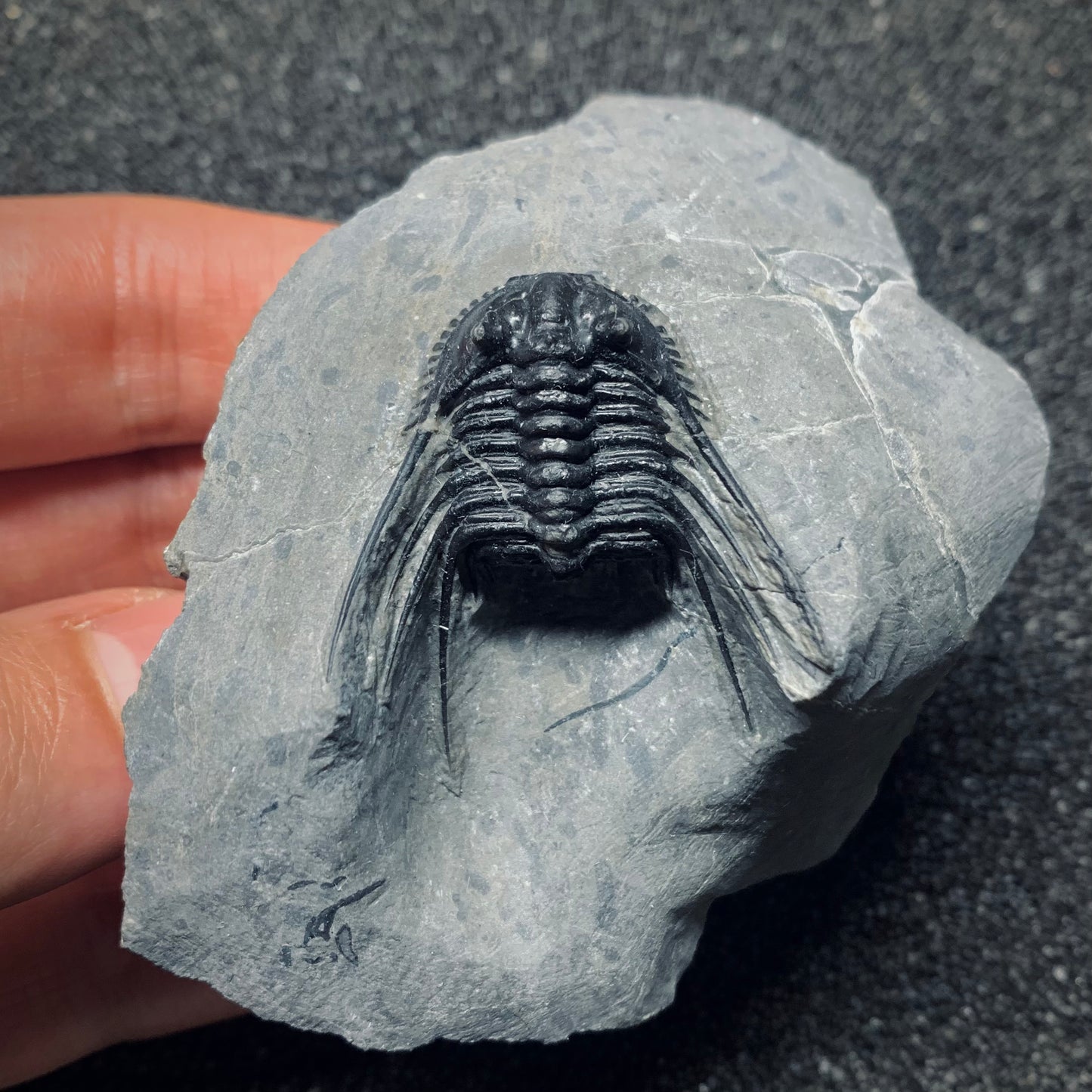 F503 | Trilobite | Leonaspis sp.