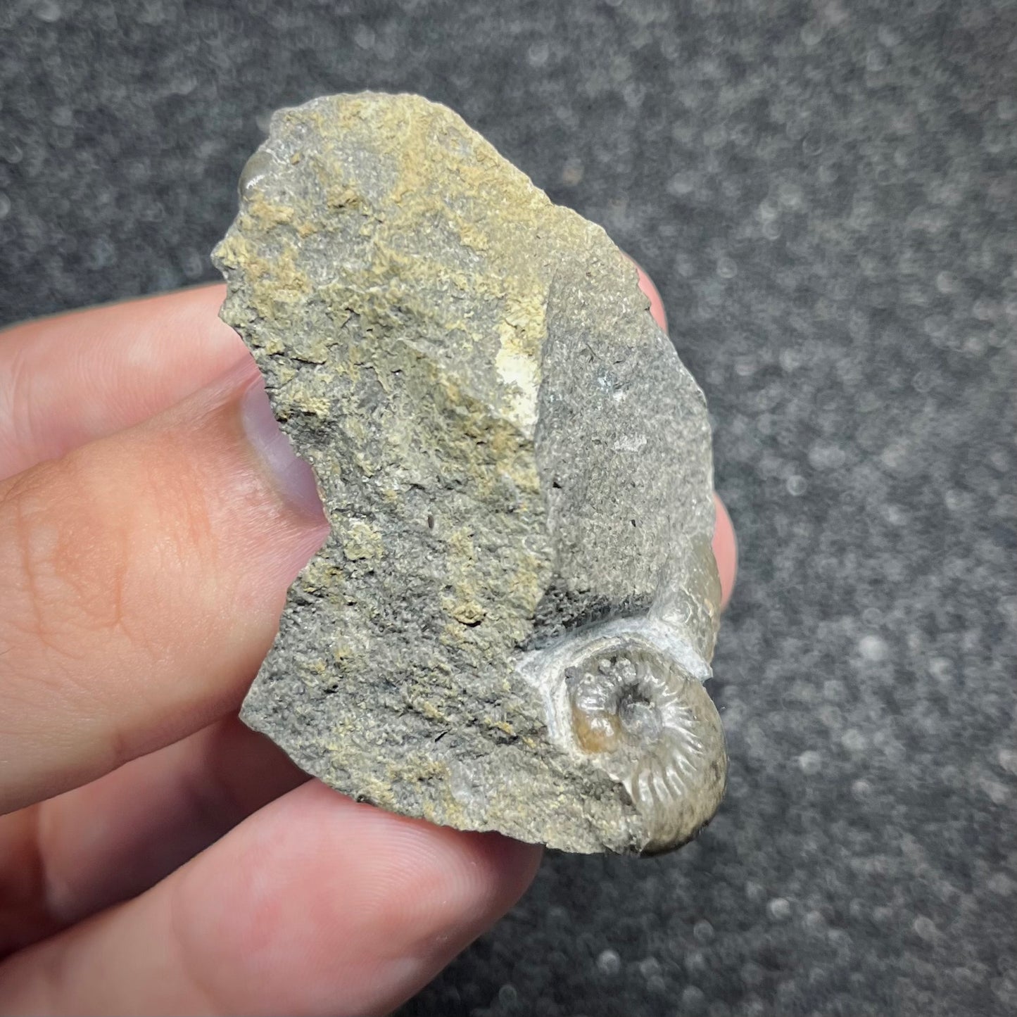 F2898 | Ammonite | Graphoceras sp.