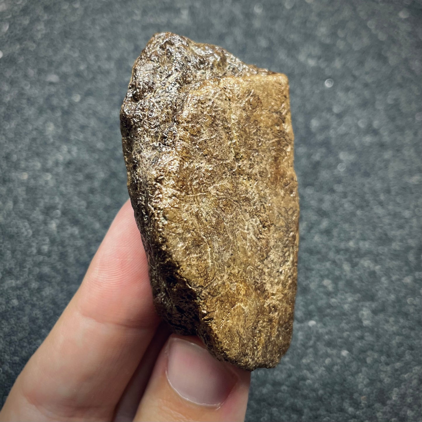 F2721 | Dinosauro | Triceratops sp.