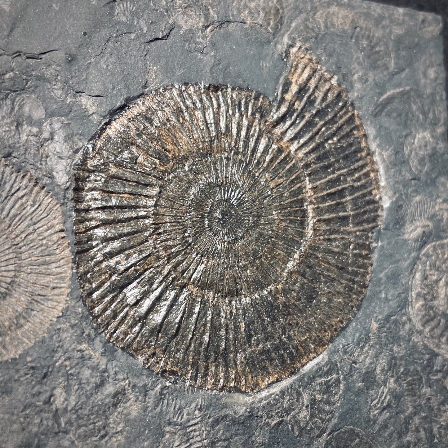 F1976 | Ammonite | Dactylioceras commune