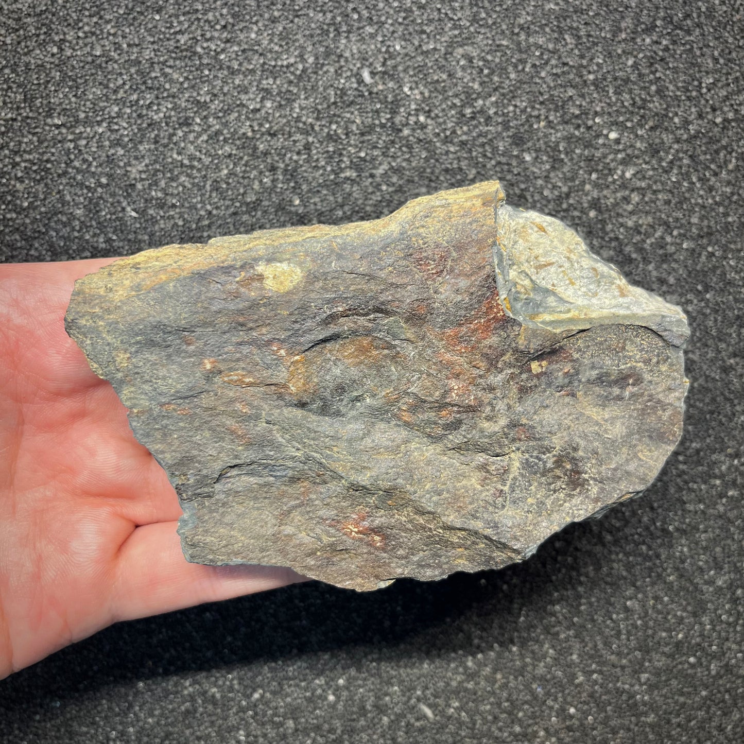 F2942 | Trilobite | Nobiliasaphus nobilis