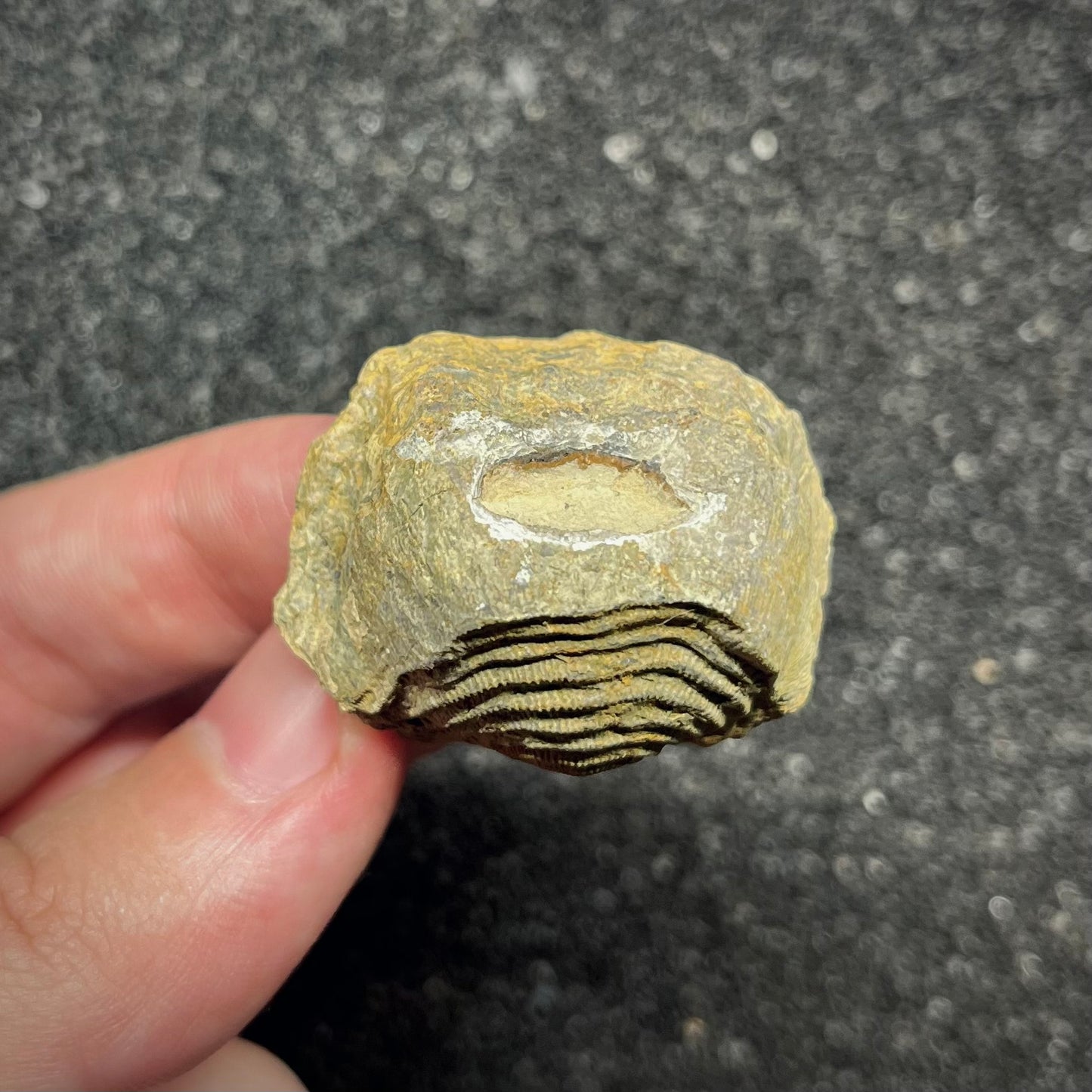 F2951 | Brachiopode | Brachiopoda indet.