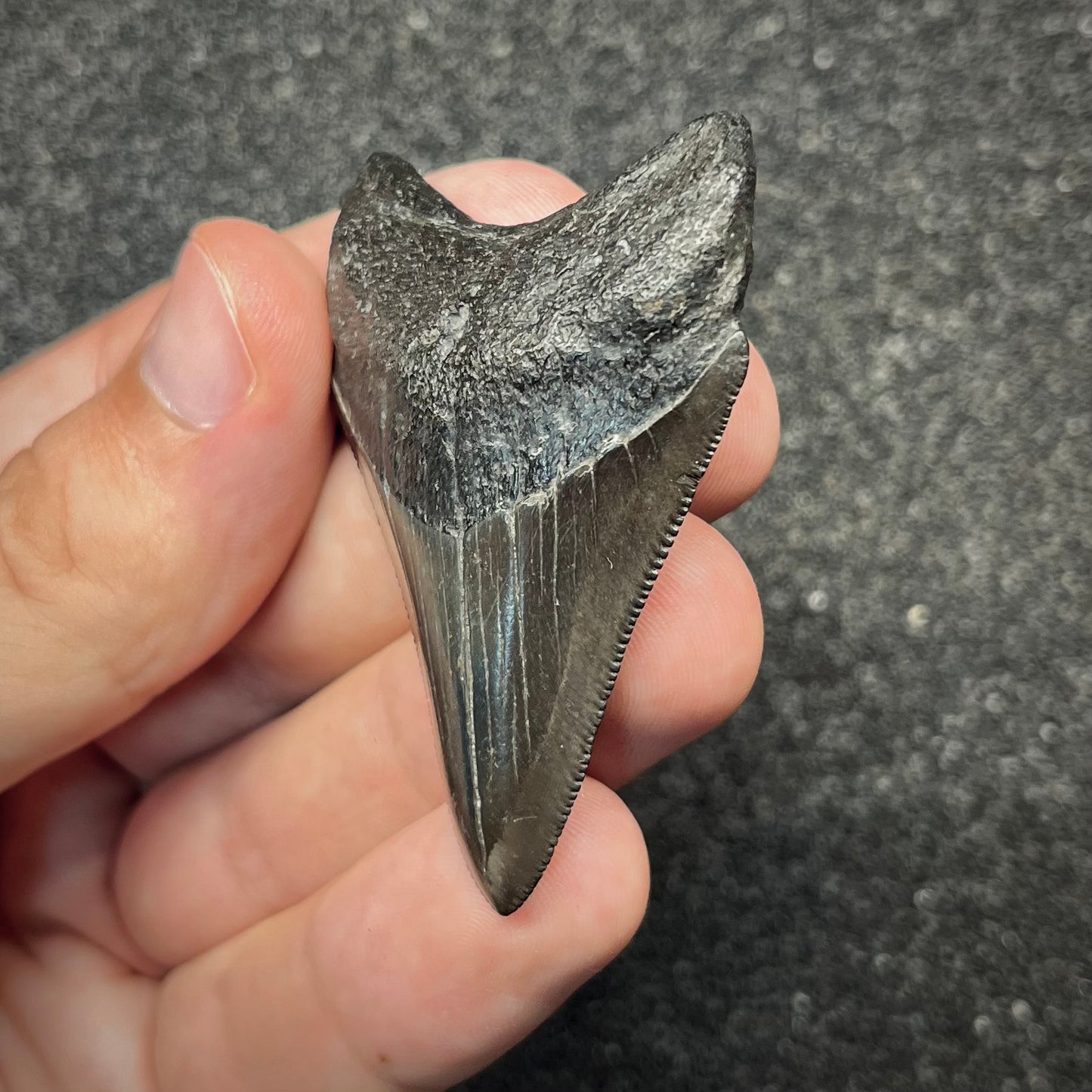 F2871 | Squalo | Otodus megalodon
